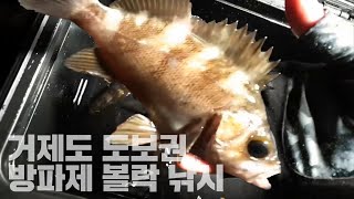 예민한 볼락 공략 노하우, 방파제 루어 낚시