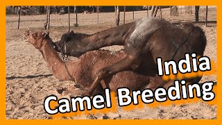 Bikaner - Camel breeding farm