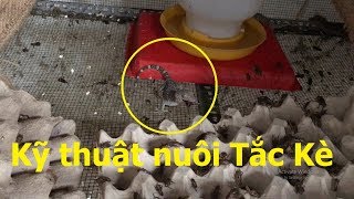 Kỹ thuật nuôi Tắc Kè Trại Côn Trùng Cần Thơ