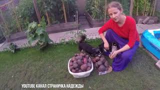Копаем Картофель - Red Duke of York - Purple Majesty