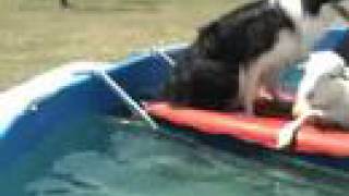 Border Collie and Lamb in Pool