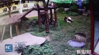 A man jumps into a giant panda den in south China's Jiangxi Province.