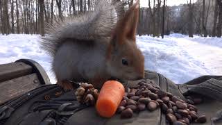 Короткий ролик с копией Копии / A short video with a copy of Copy