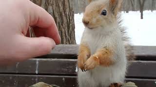 Незнакомая белка, которая даёт гладится / Stroked an unfamiliar squirrel