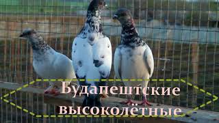 Голуби "БУДАПЕШТЫ". "Pigeons Budapest"