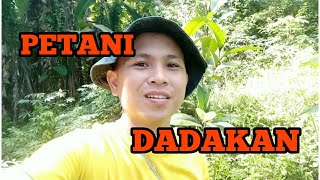 USAHA AWAL BERTANI. PERAWATAN/PEMBERSIHAN TANAMAN CEMPEDAK