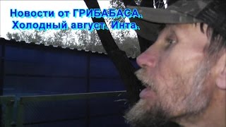 Новости от Грибабаса. Холодный август. Инта.