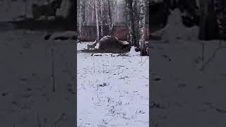 ЗСЛ Чара по кабану в одиночку 3й степени диплом