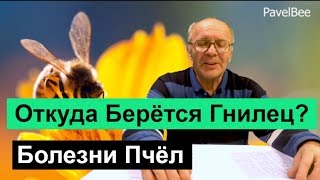 № 124 Откуда берётся Гнилец, Болезни Пчёл, Пчеловодство для начинающих | Пасека