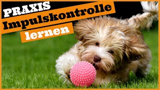 Hund Impulskontrolle Übungen I So lernt dein Hund Selbstbeherrschung I Praktische Beispiele