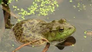 Bullfrog. Лягушка-бык (1762sp)