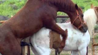 my horses having is sex funny stuff
