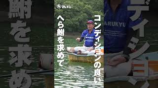 第137回釣技最前線 #Shorts #マルキユー #カクシン #両ダンゴ