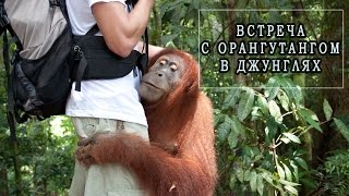 В объятиях орангутанга. Орангутанг джунглях Суматры