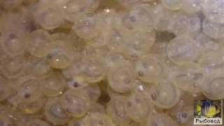 Инкубация икры карпа! The incubation of eggs carp
