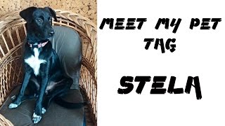 TAG: Meet my pet ili Upoznaj mog kućnog ljubimca! Stela