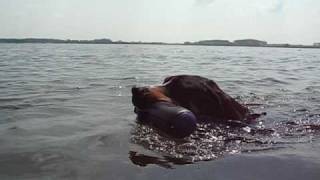 Swimming Swissy