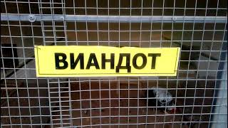 ПУТИН - ПЕТУХ И КАБАН - ОБАМА!