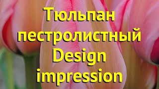 Тюльпан пестролистный Десигн импрессион. Краткий обзор, описание характеристик Design impression