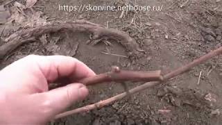 Выращивание винограда. Удобрение винограда, результат перезимовки.