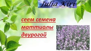 Сеем маттиолу (двурогую). Sow matthiola (bicorn)