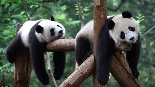 Что вытворяют Панды (Pandas playing at the Zoo)
