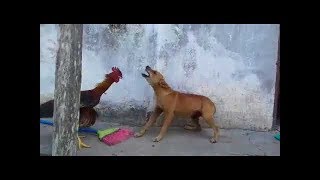 Mana buni xaqiqiy XO"ROZ desa buladi