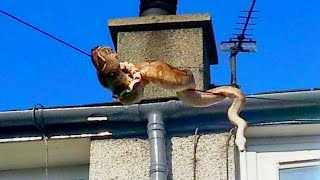 MY SNAKE ESCAPED! | BRIAN BARCZYK