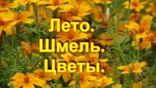 Лето Шмель Цветы