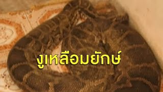 หลวงพ่อเลี้ยง 'แม่ทองคำ' งูเหลือมยักษ์ หนัก 200 กก. ชาวบ้านเชื่อลูบตัวแล้วช่วยหายป่วย