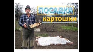 Ох и посадили же картошку