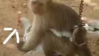 SEX FUNNY VIDEO MONKEY AND MURGA