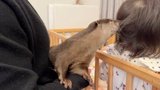 赤ちゃんとかなり距離が縮まったカワウソの絡み方 How to play with an otter that got along quite well with the baby