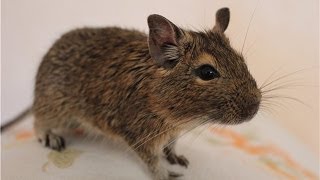 Чилийская белка Дегу - Chilean Degu protein
