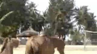 Donkey sexin horse