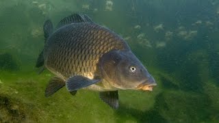 Ловля сазана, карпа, белого амура. Подводные съемки высокого качества! Carp Fishing!