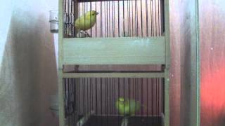 Waterslager-Türkiye \Professor Birds