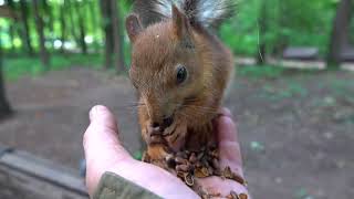 О Том Самом бельчонке / About That squirrel