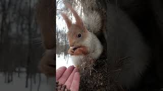 Белка красиво сидит / The squirrel sits beautifully