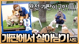 어딜가나 시선집중! 대박이,행운이,건강이를 소개합니다~ 겸궁뎅주의ㅠㅠ