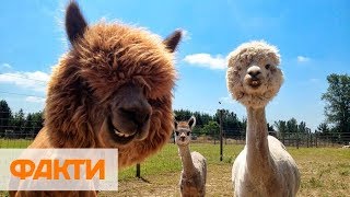 Поменяли офисную работу на ферму альпак: удивительная история пары из Кракова