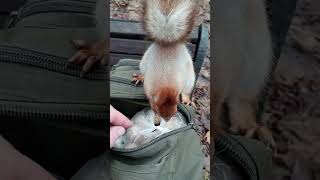 Копия помогает с распаковкой орехов / Copy helps with unpacking nuts
