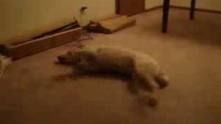 Poor doggy has a nightmare.