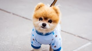 Зачем корейцы едят собак?