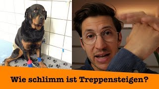 Wie gefährlich ist Treppensteigen für euren Hund? Der Tierarzt klärt auf