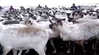 Вот они какие - Северные олени (загон) - Reindeer (pen)