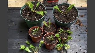 Unboxing and Dividing/Planting Venus Fly Traps