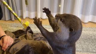 カワウソさくら 伸びる笛のおもちゃで遊んだら一瞬で遊べなくされた Stretching whistle toys and otter