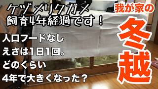 #ケヅメリクガメほとch【ケヅメリクガメ】飼育4年経過(冬越し)(飼育環境)(自作ケージ)(Japan KOTATSU tortoise cage)