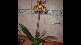 Пафиопедилум Paphiopedilum Венерин башмачёк. Полив.